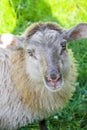 Cute brown woolly sheep in meadow, Hemsedal, Viken, Norway Royalty Free Stock Photo