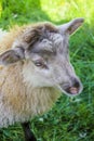 Cute brown woolly sheep in meadow in Hemsedal, Viken, Norway Royalty Free Stock Photo