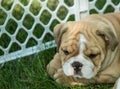 Cute brown wrinkled bulldog puppy in a fenced play area