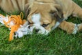 Cute brown wrinkled bulldog puppy playing with a pet toy