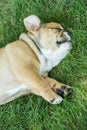 Cute brown wrinkled bulldog puppy sleeping in the grass
