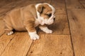 Cute brown wrinkled bulldog puppy in studio