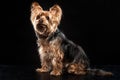 Cute Brown Yorkie Silky Mutt Obeying