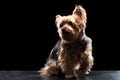 Cute Brown Yorkie Silky Mutt Playing Royalty Free Stock Photo
