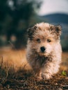 Cute brown Yorkipoo dog running in the field towards the camera