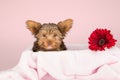 Cute brown Yorkshire terrier in a bed pink blanket against and r