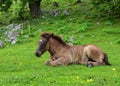 Cute brown young horse resting on a grass Royalty Free Stock Photo