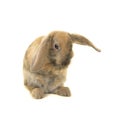 Cute brown young rabbit seen from the front grooming itself isolated on a white background Royalty Free Stock Photo