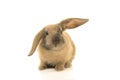 Cute brown young rabbit seen from the front isolated on a white Royalty Free Stock Photo