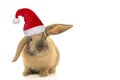 Cute brown young rabbit wearing santaÃ¢â¬â¢s hat seen from the front on a white background Royalty Free Stock Photo