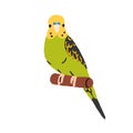 Cute budgerigar. Exotic budgie, tropical parrot sitting on perch. Funny adorable little jungle bird, green-feathered Royalty Free Stock Photo