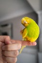 A cute budgerigar parakeet lifting her foot to starch her head. She is sitting on a human finger. There is some motion blur