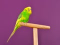 Cute budgerigar parrot perched on a stand