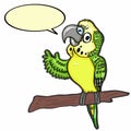 Cute budgerigar and speaking