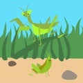 Cute bugs. Green praying mantis and grasshopper. Beetles in grass. Cartoon insect characters. Little animals. Locust Royalty Free Stock Photo