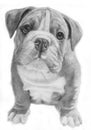 Cute bulldog hand-drawn illustration