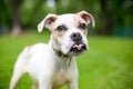 A cute Bulldog mixed breed puppy sticking its tongue out Royalty Free Stock Photo