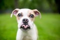 A cute Bulldog mixed breed puppy sticking its tongue out Royalty Free Stock Photo