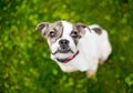 A cute Bulldog mixed breed puppy with an underbite Royalty Free Stock Photo