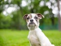 A cute Bulldog mixed breed puppy with an underbite Royalty Free Stock Photo