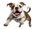 Cute bulldog puppy jumping. Playful dog cut out at background