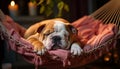 Cute bulldog puppy sleeping, cozy and comfortable indoors generated by AI