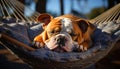 Cute bulldog puppy sleeping peacefully in the summer sun generated by AI Royalty Free Stock Photo
