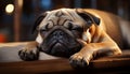 Cute bulldog puppy sleeping, sad pug looking outdoors, playful terrier generated by AI