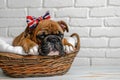 Cute bulldog puppy with union Jack bow in basket, rustic brick wall on background