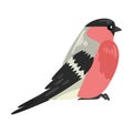 Cute Bullfinch Winter Bird, Beautiful Northern Birdie Vector Illustration