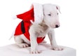 Cute bullterrier puppy in santa suit Royalty Free Stock Photo