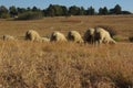 A cute buttocks photo of the rear view of five beige sheep grazing on brown grass