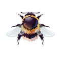 Cute bumblebee, top view of an insect. Macro