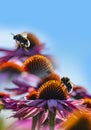 Bumblebees and Echinacea flowers close up Royalty Free Stock Photo