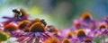 Bumblebees and Echinacea flowers close up Royalty Free Stock Photo