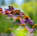 Bumblebees and Echinacea flowers close up Royalty Free Stock Photo