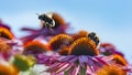 Bumblebees and Echinacea flowers close up Royalty Free Stock Photo