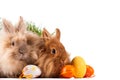 Cute bunnies with easter eggs