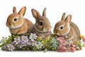 Cute Bunnies Easter, Happy Easter , Spirit of Easter. Fun Celebrate.