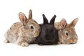Cute bunnies isolated on white background