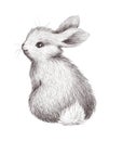 Cute bunny animal character isolated.