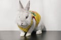 Cute bunny boy in yellow t-shirt