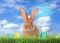 Cute bunny and colorful Easter eggs on green grass outdoors Royalty Free Stock Photo