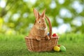 Cute bunny and colorful Easter eggs on green grass outdoors Royalty Free Stock Photo