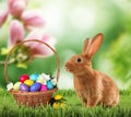 Cute bunny and colorful Easter eggs on green grass outdoors Royalty Free Stock Photo