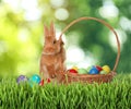 Cute bunny and colorful Easter eggs on green grass outdoors Royalty Free Stock Photo