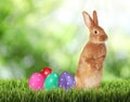 Cute bunny and colorful Easter eggs on green grass outdoors Royalty Free Stock Photo