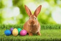 Cute bunny and colorful Easter eggs on green grass outdoors Royalty Free Stock Photo