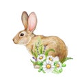 Cute bunny with daisy flowers. Watercolor illustration. Springtime cozy flower Easter decor with bunny. Hand drawn small