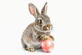 Cute bunny with decorative Easter egg Royalty Free Stock Photo